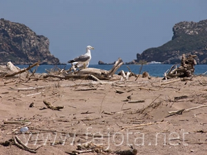 Nombre del archivo=060525_073.jpg
Tamaño del archivo=72Kb
Dimensiones=500x375
Fecha añadida=02 de Noviembre de 11 060525_073.jpg