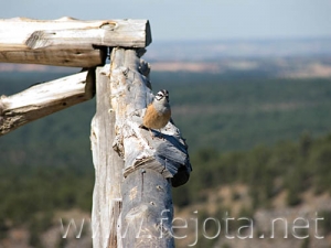 Nombre del archivo=060603_001.jpg
Tamaño del archivo=49Kb
Dimensiones=500x375
Fecha añadida=02 de Noviembre de 11 060603_001.jpg