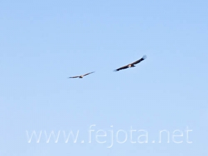 Nombre del archivo=060603_017.jpg
Tamaño del archivo=23Kb
Dimensiones=500x375
Fecha añadida=02 de Noviembre de 11 060603_017.jpg