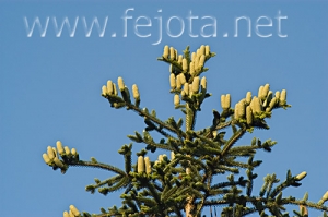 Nombre del archivo=060710_005.jpg
Tamaño del archivo=103Kb
Dimensiones=500x332
Fecha añadida=03 de Noviembre de 11 060710_005.jpg