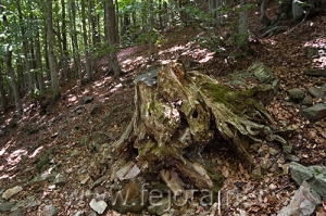 Nombre del archivo=060710_059.jpg
Tamaño del archivo=117Kb
Dimensiones=500x332
Fecha añadida=03 de Noviembre de 11 060710_059.jpg