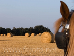 Nombre del archivo=060721_008.jpg
Tamaño del archivo=67Kb
Dimensiones=500x377
Fecha añadida=03 de Noviembre de 11 060721_008.jpg
