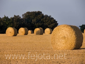 Nombre del archivo=060721_011.jpg
Tamaño del archivo=79Kb
Dimensiones=500x375
Fecha añadida=03 de Noviembre de 11 060721_011.jpg