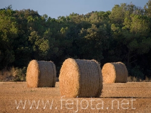 Nombre del archivo=060804_001.jpg
Tamaño del archivo=82Kb
Dimensiones=500x375
Fecha añadida=03 de Noviembre de 11 060804_001.jpg