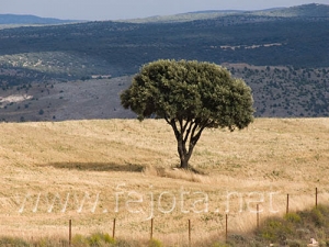 Nombre del archivo=060816_004.jpg
Tamaño del archivo=85Kb
Dimensiones=500x375
Fecha añadida=03 de Noviembre de 11 060816_004.jpg