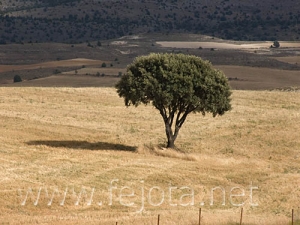 Nombre del archivo=060816_005.jpg
Tamaño del archivo=83Kb
Dimensiones=500x375
Fecha añadida=03 de Noviembre de 11 060816_005.jpg