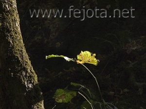 Nombre del archivo=060908_017.jpg
Tamaño del archivo=66Kb
Dimensiones=500x375
Fecha añadida=03 de Noviembre de 11 060908_017.jpg