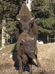 Nombre del archivo=060920_030.jpg
Tamaño del archivo=101Kb
Dimensiones=375x500
Fecha añadida=03 de Noviembre de 11 060920_030.jpg