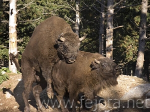 Nombre del archivo=060920_031.jpg
Tamaño del archivo=103Kb
Dimensiones=500x375
Fecha añadida=03 de Noviembre de 11 060920_031.jpg