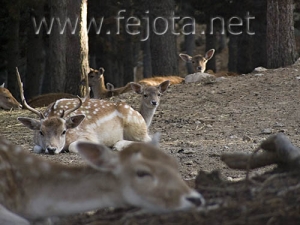 Nombre del archivo=060920_037.jpg
Tamaño del archivo=74Kb
Dimensiones=500x375
Fecha añadida=03 de Noviembre de 11 060920_037.jpg