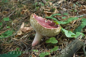 Nombre del archivo=061017_006.jpg
Tamaño del archivo=84Kb
Dimensiones=500x332
Fecha añadida=12 de Noviembre de 11 061017_006.jpg