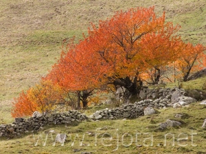 Nombre del archivo=061026_009.jpg
Tamaño del archivo=111Kb
Dimensiones=500x375
Fecha añadida=12 de Noviembre de 11 061026_009.jpg