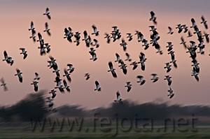 Nombre del archivo=061101_008.jpg
Tamaño del archivo=76Kb
Dimensiones=500x333
Fecha añadida=13 de Noviembre de 11 061101_008.jpg