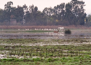 Nombre del archivo=061101_011.jpg
Tamaño del archivo=92Kb
Dimensiones=500x357
Fecha añadida=13 de Noviembre de 11 061101_011.jpg