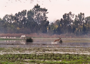 Nombre del archivo=061101_012.jpg
Tamaño del archivo=89Kb
Dimensiones=500x357
Fecha añadida=13 de Noviembre de 11 061101_012.jpg