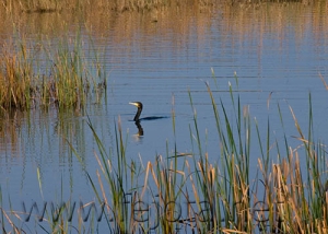 Nombre del archivo=061101_062.jpg
Tamaño del archivo=71Kb
Dimensiones=500x357
Fecha añadida=13 de Noviembre de 11 061101_062.jpg