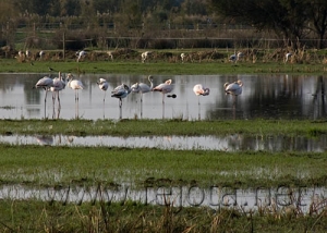 Nombre del archivo=061101_067.jpg
Tamaño del archivo=70Kb
Dimensiones=500x357
Fecha añadida=13 de Noviembre de 11 061101_067.jpg