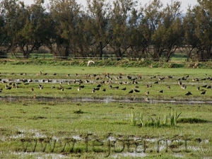 Nombre del archivo=061101_068.jpg
Tamaño del archivo=88Kb
Dimensiones=500x375
Fecha añadida=13 de Noviembre de 11 061101_068.jpg