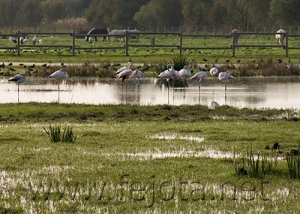 Nombre del archivo=061101_074.jpg
Tamaño del archivo=75Kb
Dimensiones=500x357
Fecha añadida=13 de Noviembre de 11 061101_074.jpg