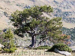 Nombre del archivo=061103_117.jpg
Tamaño del archivo=114Kb
Dimensiones=500x375
Fecha añadida=13 de Noviembre de 11 061103_117.jpg