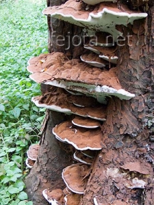 Nombre del archivo=061107_088.jpg
Tamaño del archivo=93Kb
Dimensiones=375x500
Fecha añadida=13 de Noviembre de 11 061107_088.jpg