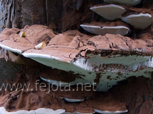 Nombre del archivo=061107_089.jpg
Tamaño del archivo=71Kb
Dimensiones=500x375
Fecha añadida=13 de Noviembre de 11 061107_089.jpg