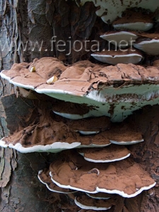 Nombre del archivo=061107_090.jpg
Tamaño del archivo=73Kb
Dimensiones=375x500
Fecha añadida=13 de Noviembre de 11 061107_090.jpg