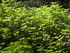 Nombre del archivo=061107_091.jpg
Tamaño del archivo=110Kb
Dimensiones=500x375
Fecha añadida=13 de Noviembre de 11 061107_091.jpg