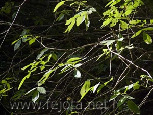 Nombre del archivo=061107_092.jpg
Tamaño del archivo=80Kb
Dimensiones=500x375
Fecha añadida=13 de Noviembre de 11 061107_092.jpg