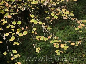 Nombre del archivo=061107_093.jpg
Tamaño del archivo=90Kb
Dimensiones=500x375
Fecha añadida=13 de Noviembre de 11 061107_093.jpg