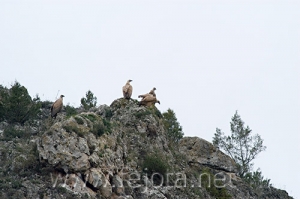 Nombre del archivo=061128_004.jpg
Tamaño del archivo=66Kb
Dimensiones=500x333
Fecha añadida=13 de Noviembre de 11 061128_004.jpg