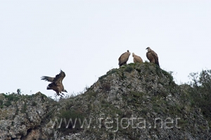 Nombre del archivo=061128_011.jpg
Tamaño del archivo=69Kb
Dimensiones=500x333
Fecha añadida=13 de Noviembre de 11 061128_011.jpg