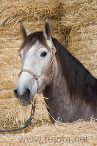 Nombre del archivo=061212_001.jpg
Tamaño del archivo=115Kb
Dimensiones=333x500
Fecha añadida=13 de Noviembre de 11 061212_001.jpg