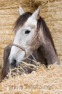 Nombre del archivo=061212_013.jpg
Tamaño del archivo=107Kb
Dimensiones=333x500
Fecha añadida=13 de Noviembre de 11 061212_013.jpg