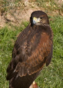 Nombre del archivo=061218_004.jpg
Tamaño del archivo=101Kb
Dimensiones=363x500
Fecha añadida=13 de Noviembre de 11 061218_004.jpg