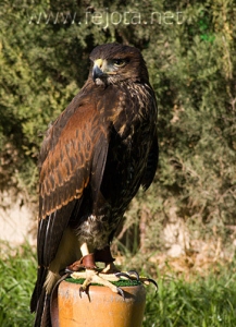 Nombre del archivo=061218_009.jpg
Tamaño del archivo=102Kb
Dimensiones=363x500
Fecha añadida=13 de Noviembre de 11 061218_009.jpg