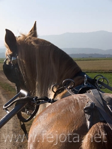 Nombre del archivo=070106_002.jpg
Tamaño del archivo=72Kb
Dimensiones=375x500
Fecha añadida=04 de Noviembre de 11 070106_002.jpg