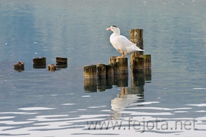 Nombre del archivo=070121_004.jpg
Tamaño del archivo=82Kb
Dimensiones=500x332
Fecha añadida=04 de Noviembre de 11 070121_004.jpg