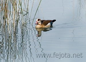 Nombre del archivo=070121_005.jpg
Tamaño del archivo=102Kb
Dimensiones=500x357
Fecha añadida=04 de Noviembre de 11 070121_005.jpg