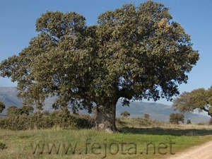 Nombre del archivo=070505_029.jpg
Tamaño del archivo=104Kb
Dimensiones=500x375
Fecha añadida=04 de Noviembre de 11 070505_029.jpg