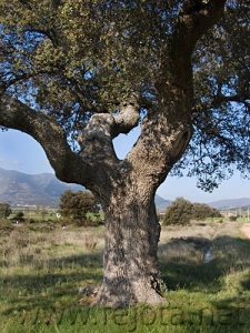 Nombre del archivo=070505_032.jpg
Tamaño del archivo=118Kb
Dimensiones=375x500
Fecha añadida=04 de Noviembre de 11 070505_032.jpg