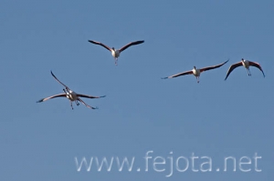 Nombre del archivo=070509_019.jpg
Tamaño del archivo=37Kb
Dimensiones=500x333
Fecha añadida=04 de Noviembre de 11 070509_019.jpg