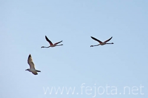 Nombre del archivo=070509_026.jpg
Tamaño del archivo=35Kb
Dimensiones=500x333
Fecha añadida=04 de Noviembre de 11 070509_026.jpg