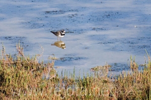 Nombre del archivo=070509_033.jpg
Tamaño del archivo=86Kb
Dimensiones=500x333
Fecha añadida=04 de Noviembre de 11 070509_033.jpg