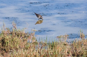 Nombre del archivo=070509_034.jpg
Tamaño del archivo=88Kb
Dimensiones=500x333
Fecha añadida=04 de Noviembre de 11 070509_034.jpg