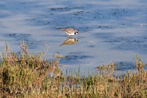 Nombre del archivo=070509_035.jpg
Tamaño del archivo=84Kb
Dimensiones=500x334
Fecha añadida=04 de Noviembre de 11 070509_035.jpg