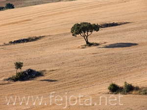 Nombre del archivo=070809_018.jpg
Tamaño del archivo=72Kb
Dimensiones=500x375
Fecha añadida=05 de Noviembre de 11 070809_018.jpg