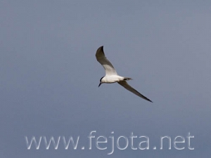 Nombre del archivo=070814_006.jpg
Tamaño del archivo=31Kb
Dimensiones=500x375
Fecha añadida=05 de Noviembre de 11 070814_006.jpg