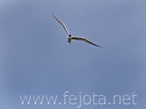 Nombre del archivo=070814_008.jpg
Tamaño del archivo=32Kb
Dimensiones=500x375
Fecha añadida=05 de Noviembre de 11 070814_008.jpg