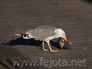 Nombre del archivo=070911_007.jpg
Tamaño del archivo=55Kb
Dimensiones=500x376
Fecha añadida=05 de Noviembre de 11 070911_007.jpg